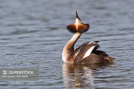 Attēlu rezultāti vaicājumam “Podiceps cristatus adult”