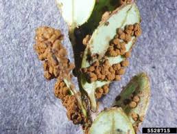 Attēlu rezultāti vaicājumam “Diderma montanum spores”