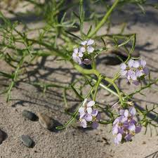 Attēlu rezultāti vaicājumam “Cakile maritima subsp. baltica leaf”