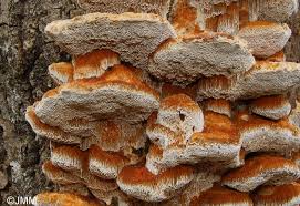 Attēlu rezultāti vaicājumam “Inonotus rheades”