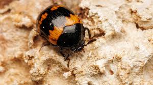 Attēlu rezultāti vaicājumam “Diaperis boleti”