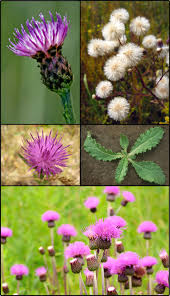 Attēlu rezultāti vaicājumam “Cirsium arvense leaf”
