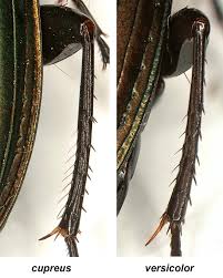 Attēlu rezultāti vaicājumam “Poecilus cupreus”