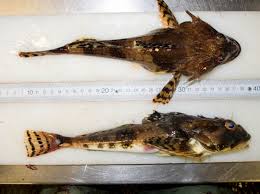 Image result for Myoxocephalus octodecemspinosus