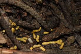 Attēlu rezultāti vaicājumam “Willkommlangea reticulata spores”