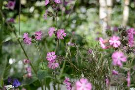 Image result for Silene dioica