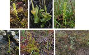 Attēlu rezultāti vaicājumam “Hammarbya paludosa leaf”