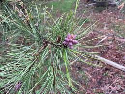 Attēlu rezultāti vaicājumam “Pinus sylvestris female flower”
