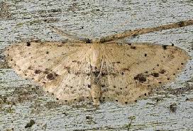 Attēlu rezultāti vaicājumam “Idaea dimidiata”