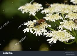 Attēlu rezultāti vaicājumam “Tenthredo campestris”