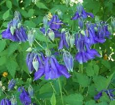 Image result for Akelei