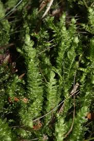 Attēlu rezultāti vaicājumam “Plagiothecium undulatum”