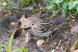 Image result for Anthus gustavi