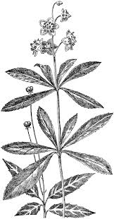 Attēlu rezultāti vaicājumam “Pyrolaceae”