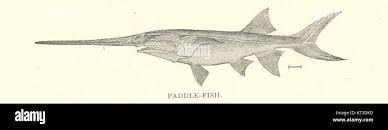 Image result for Polyodon spathula