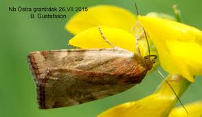 Attēlu rezultāti vaicājumam “Cryptocala chardinyi”