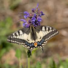 Attēlu rezultāti vaicājumam “Papilio machaon”