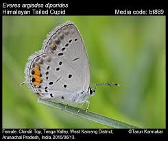 Attēlu rezultāti vaicājumam “Everes argiades female”