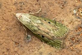 Attēlu rezultāti vaicājumam “Aphomia sociella female”