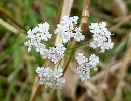 Attēlu rezultāti vaicājumam “Torilis japonica”