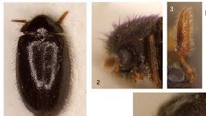 Attēlu rezultāti vaicājumam “Ptinus sp. male”
