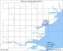 Attēlu rezultāti vaicājumam “Setina irrorella”