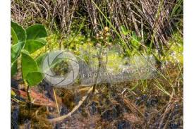 Attēlu rezultāti vaicājumam “Menyanthes trifoliata fruit”
