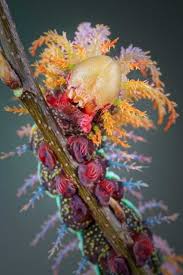 Attēlu rezultāti vaicājumam “Saturniidae”