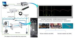 Image result for Huso brevirostrum