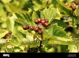 Attēlu rezultāti vaicājumam “Crataegus chlorosarca”