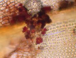 Attēlu rezultāti vaicājumam “Grimmia muehlenbeckii”