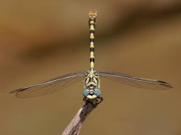 Attēlu rezultāti vaicājumam “Onychogomphus forcipatus”