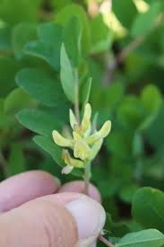 Attēlu rezultāti vaicājumam “Astragalus glycyphyllos flower”