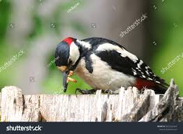 Attēlu rezultāti vaicājumam “Dendrocopos major male”