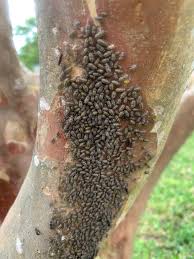 Attēlu rezultāti vaicājumam “Licea chelonoides spores”