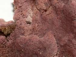 Attēlu rezultāti vaicājumam “Ceriporia excelsa”