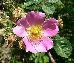 Attēlu rezultāti vaicājumam “Cribraria rubiginosa”