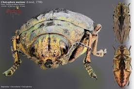 Attēlu rezultāti vaicājumam “Chalcophora mariana”