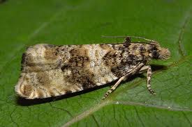 Attēlu rezultāti vaicājumam “Orthotaenia undulana”