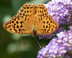 Attēlu rezultāti vaicājumam “Argynnis paphia female”