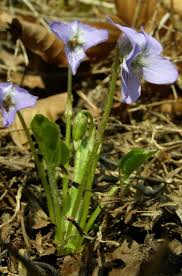 Attēlu rezultāti vaicājumam “Viola collina”