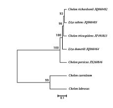 Image result for Chelon richardsonii