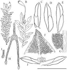 Attēlu rezultāti vaicājumam “Harpanthus flotovianus cells”