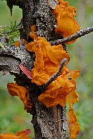 Attēlu rezultāti vaicājumam “Tremella mesenterica”