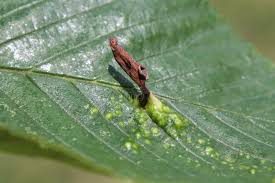 Attēlu rezultāti vaicājumam “Tetraneura ulmi”