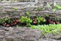 Attēlu rezultāti vaicājumam “Arcyria affinis young”