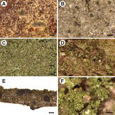 Attēlu rezultāti vaicājumam “Micarea sp.”