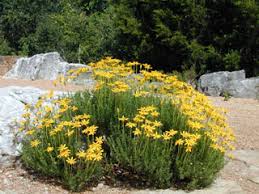 Attēlu rezultāti vaicājumam “Dianemataceae”