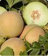Honey Dew Melon Seeds | Grow Honey Dew Cantaloupes | Urban Farmer ...