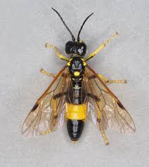 Attēlu rezultāti vaicājumam “Tenthredo scrophulariae exuvia”